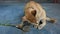 Thai cats eating indian nettle root and catnip on floor