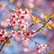 Thai Cherry Blossom at Doi Inthanon, Chiangmai, Cherry Blossom o