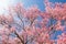 Thai Cherry Blossom at Doi Inthanon, Chiangmai, Cherry Blossom or Wild Himalayan tree in the garden