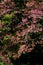 Thai Cherry Blossom at Doi Inthanon, Chiangmai, Cherry Blossom or Wild Himalayan tree in the garden