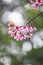 Thai Cherry Blossom at Doi Inthanon, Chiangmai, Cherry Blossom or Wild Himalayan tree in the garden