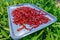 Thai chilies being sun dried