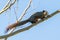 Thai common squirrel perching on a perch