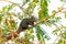 Thai common squirrel perching Vegetable hummingbird tree