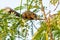 Thai common squirrel perching Vegetable hummingbird tree