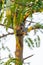 Thai common squirrel perching Vegetable hummingbird tree