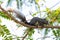 Thai common squirrel perching Vegetable hummingbird tree