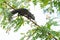 Thai common squirrel on a Vegetable hummingbird tree