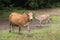 Thai cows in field at thailand