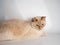 Thai cream point cat, white cat with red nose and tail on white background