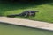 The thai crocodile rest on the garden near the river