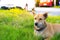 Thai dogs with blurred road background in the house with animal friendly atmosphere. Using wallpaper or animal image