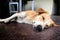 Thai dogs, sleeping on the floor  In the garden morning.