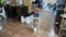 Thai domestic cats playing ball toy on floor