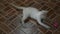 Thai domestic cats playing toy on floor