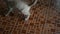 Thai domestic cats playing toy on floor