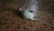 Thai domestic cats playing toy on floor