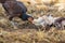 thai domestic chicken hen feeding with baby chicken on rural ground of ranch farm