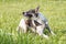 Thai domestic dog scratching its face on green grass