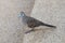 Thai dove walking on staircase