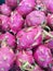 Thai Dragon fruit, Hylocereus, Cactaceae, Fresh pink shell Green petals Sweet, sour or sweet