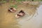 Thai Duck Bathing