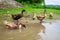 Thai Duck Bathing