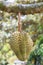 Thai Durian, tropical fruit on tree