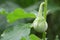 Thai eggplant fruit on tree.