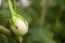 THAI EGGPLANT green early on its own after nature