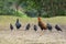 Thai elegant bantam chick with his family on a grass ground with green tree nature.