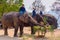 At The Thai Elephant Conservation Center Lampang province are offering a large catering fruit buffet Khantok Chang for elephants