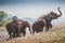 Thai elephant leaving river