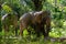 Thai Elephant making their way through the jungle