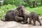 Thai elephant mom and baby