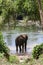 Thai elephant scene in natural area