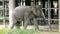 Thai elephant walking