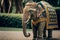 Thai elephant wearing Thailand national dress or clothes, Generative AI