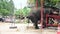Thai Elephants eating food in Thailand