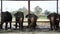 Thai Elephants eating food in Thailand