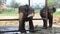 Thai Elephants eating food in Thailand