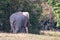 Thai elephants in Khao Yai National Park