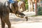 Thai Elephants lifting Large timber Bigger logs