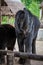 Thai elephants with raised trunk on thatched house and jungle background