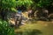 Thai elephants resting on riverbank in the jungle
