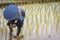 Thai famer working in paddy field.