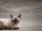 Thai famous cat (Siamese Cat) sleeping