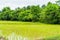 Thai farm Rice Field in Thailand, Rice field landscape background