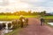 Thai farmer bring buffalo back home cross the dirt road near lake