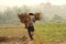 Thai farmer carrying their hand harvested crop of soybeans in to be processed on their organic farm in Northern Thailand,